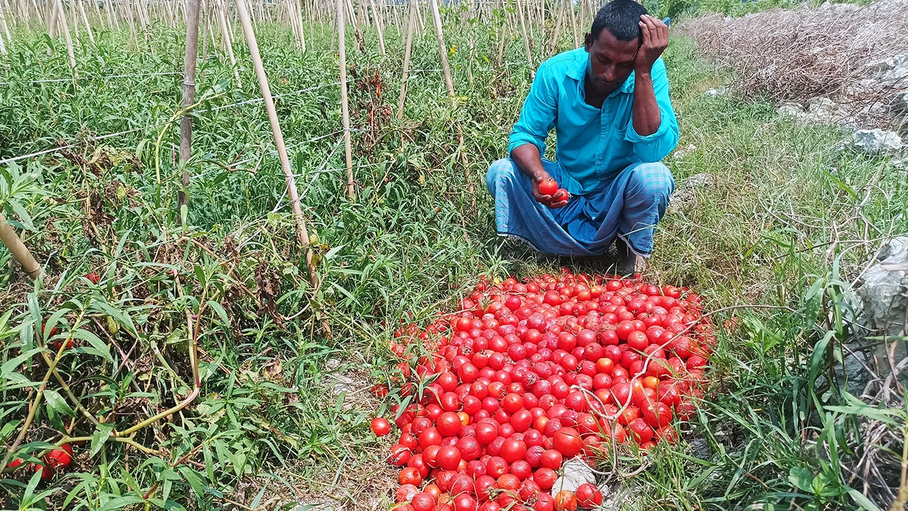 ক্ষেতের পাশেই নষ্ট হয়ে যাওয়া টমেটো নিয়ে কৃষক। ছবি : কালবেলা