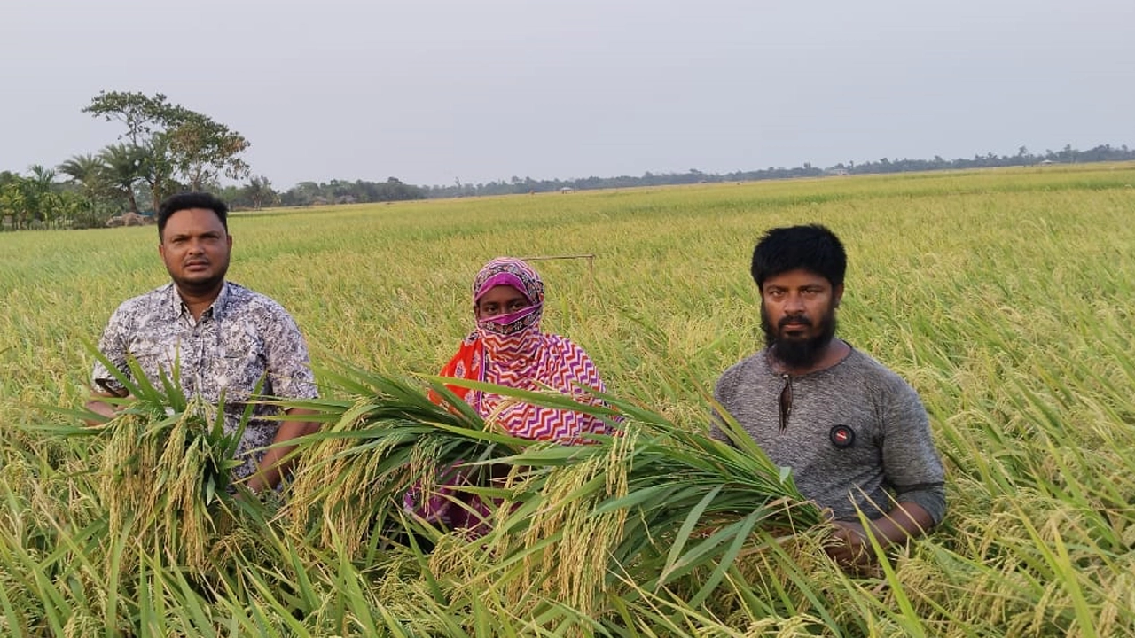 বোরো ক্ষেতে মহারাজপুর গ্রামের কিষানি নাসরীন খাতুন। ছবি : কালবেলা