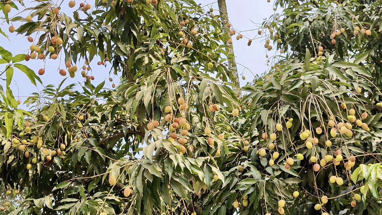 তীব্র তাপের কারণে গাছেই নষ্ট হচ্ছে লিচুর গুটি। ছবি : কালবেলা