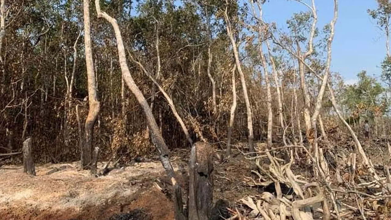 গাছে আগুন দিয়ে বরগুনার তালতলীর টেংরাগিরি বনের গাছ মারা হচ্ছে। ছবি : কালবেলা