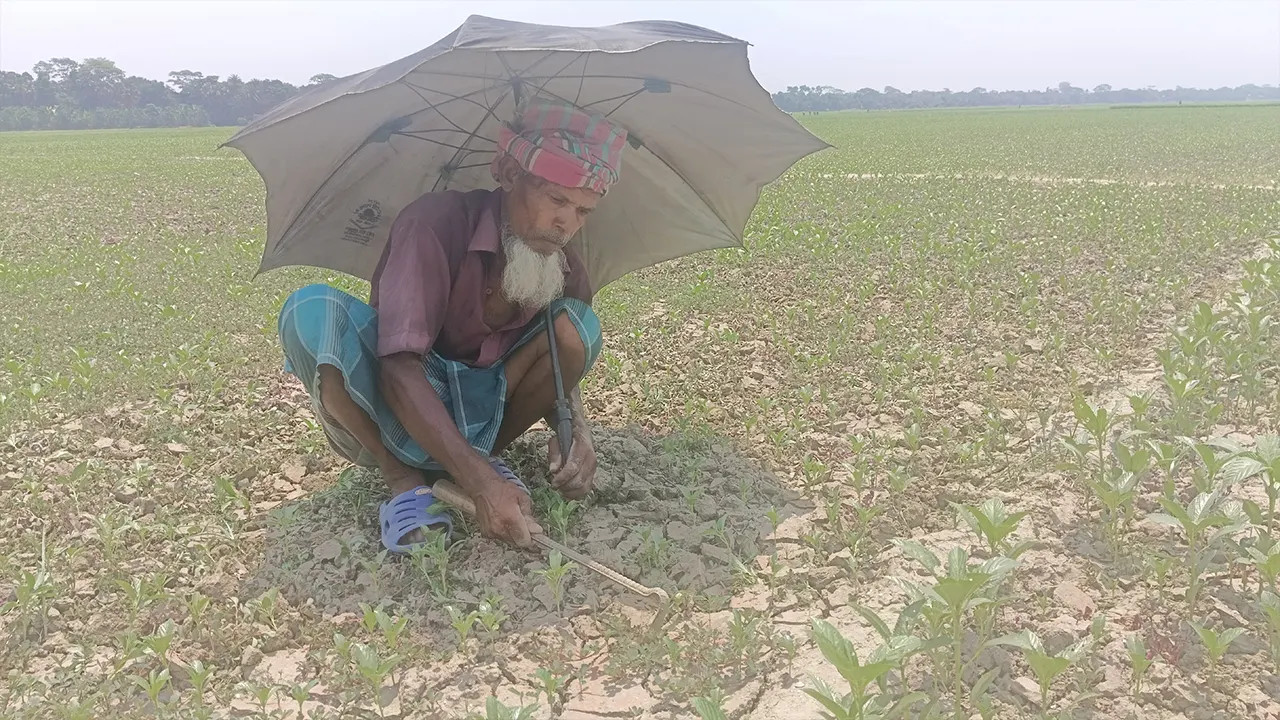 ৬০ বছর বয়সী পাটচাষি আবেদ মোল্লা একাই ছাতা নিয়ে পাটের জমিতে পরিচর্যা করছেন। ছবি : কালবেলা