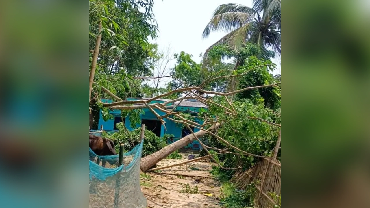 বাড়ির আঙিনায় ভেড়ে পড়েছে গাছপালা। ছবি : কালবেলা