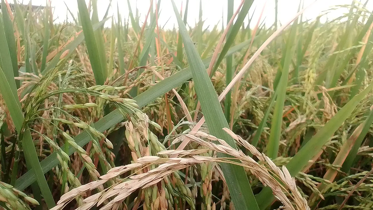 তীব্র গরমে ধানে চিটা হচ্ছে। ছবি : কালবেলা