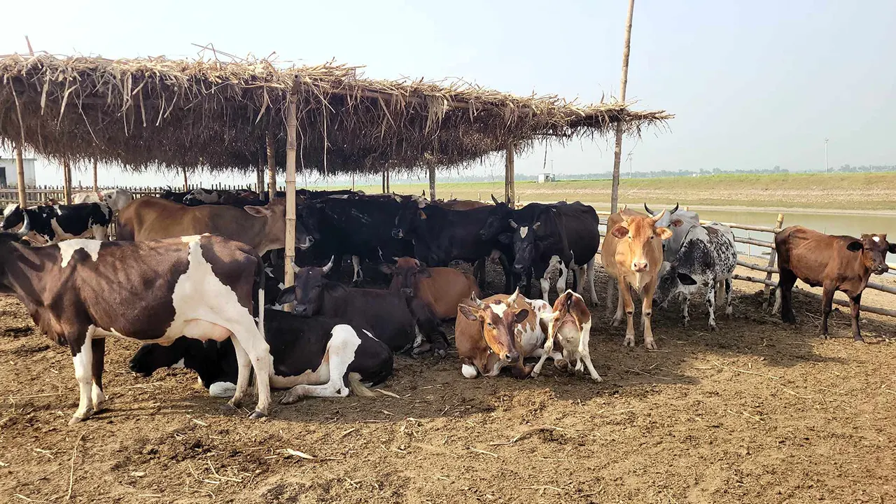 তীব্র দাবদাহে কমছে ডিম, দুধ ও মাংসের উৎপাদন। ছবি : কালবেলা