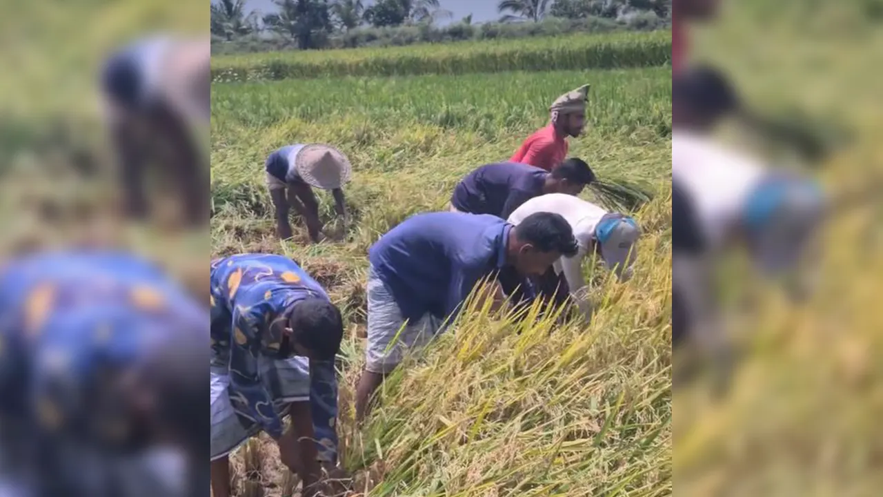 তীব্র দাবদাহে রাজশাহীর কৃষকরা ধান কাটছে। ছবি : কালবেলা