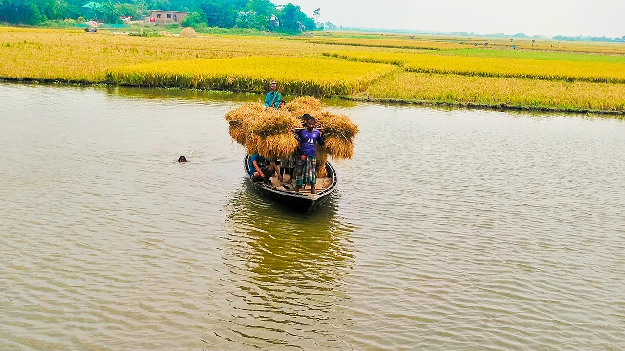 ধান কেটে বাড়ি নিচ্ছেন ব্রাহ্মণবাড়িয়ার কসবা উপজেলার কৃষকেরা। ছবি : কালবেলা