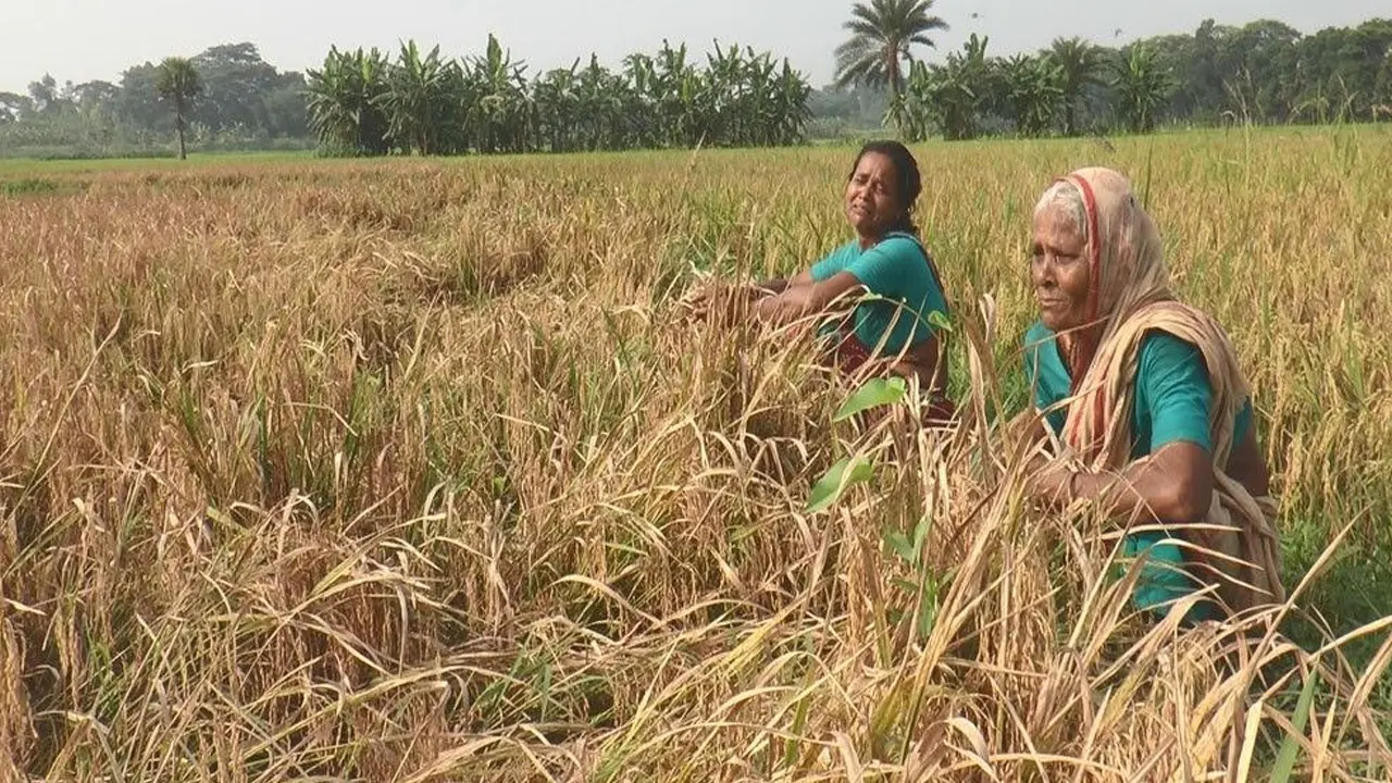 হত্যা মামলায় বাদীপক্ষের বাধায় ধান কাটতে না পেরে কান্নায় ভেঙে পড়েছেন দুই নারী। ছবি : কালবেলা