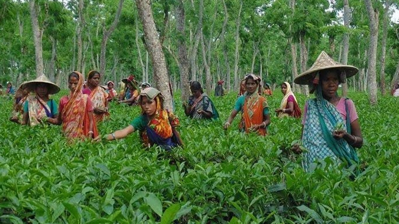 চা পাতা তুলছেন শ্রমিকরা। ছবি : কালবেলা