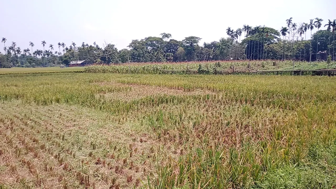 রাতে কৃষকের ধান কেটে নেওয়া জমি। ছবি : কালবেলা