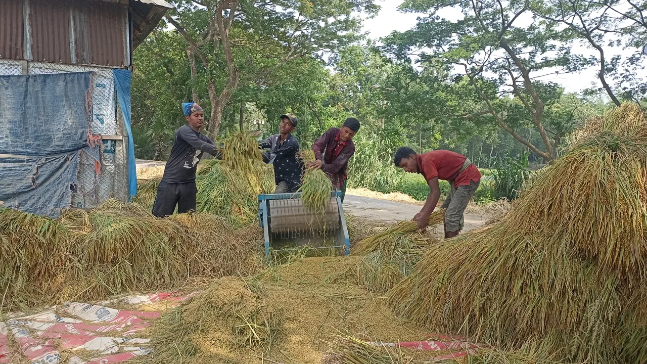 ধান মাড়াইয়ে ব্যস্ত কৃষকরা। ছবি : কালবেলা