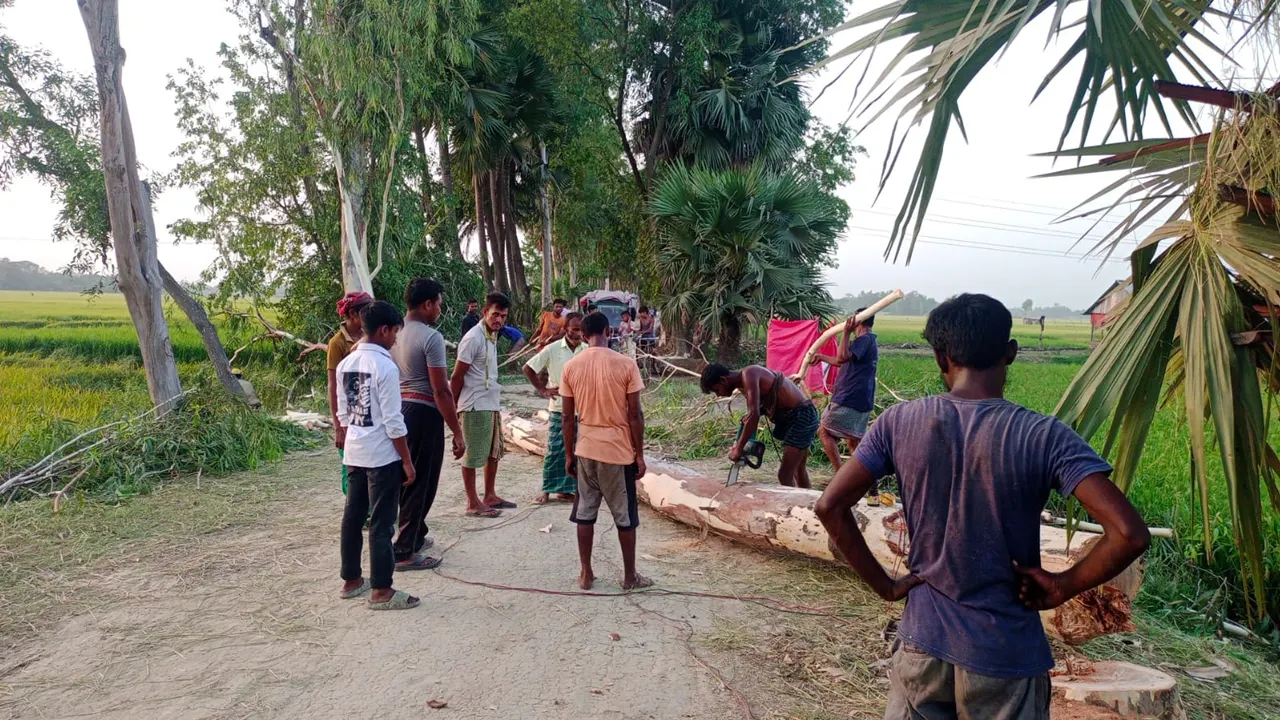 রক্তদহ বিলের পাশের সড়কের গাছ কাটছেন শ্রমিকরা। ছবি : কালবেলা