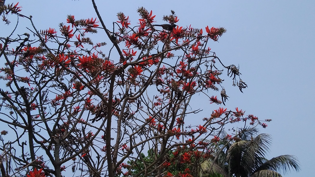 পাবনার চাটমোহরের দোদারিয়া গ্রামে বিলুপ্ত প্রায় মান্দার গাছে আগুনঝরা মান্দার বা পারিজাত ফুল। ছবি : কালবেলা