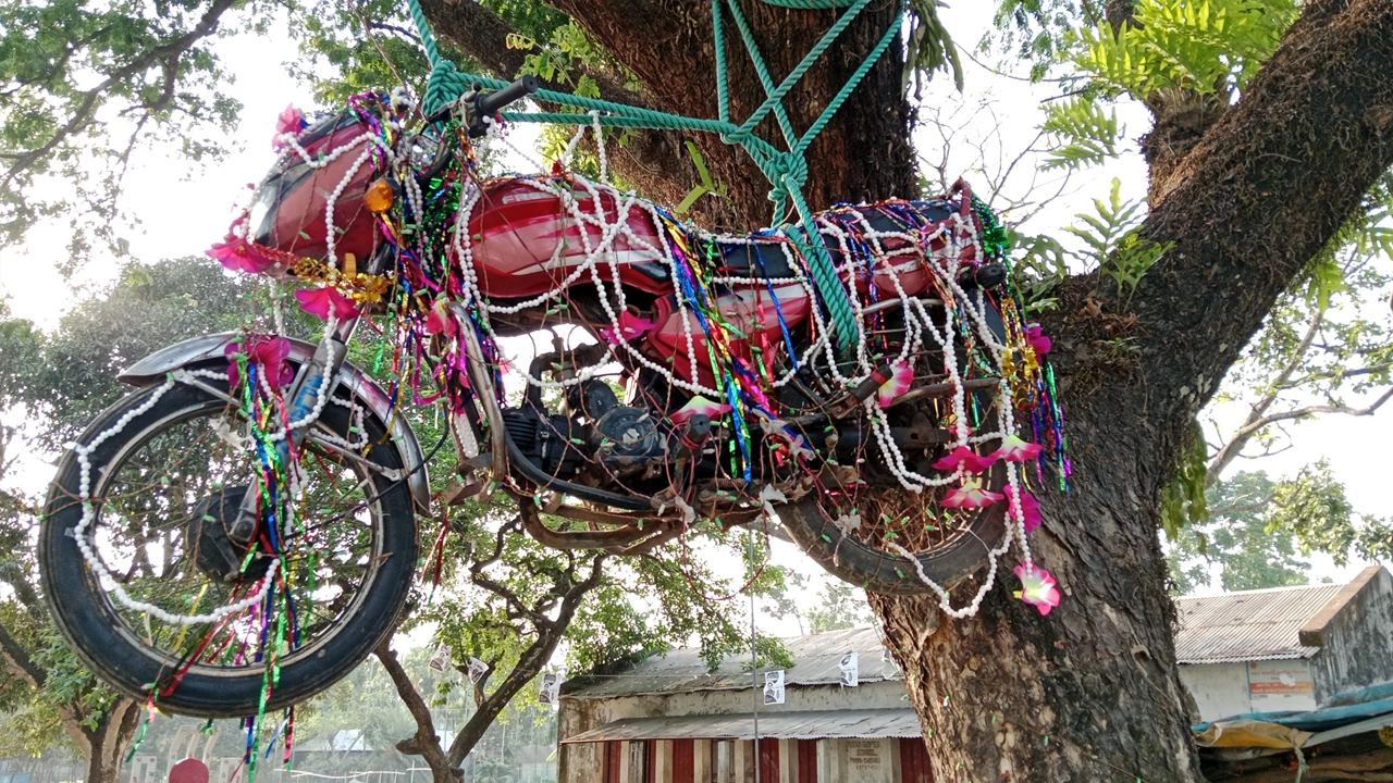 রাস্তার পাশে একটি রেইনট্রি গাছে ঝুলছে মোটরসাইকেল। ছবি : কালবেলা 