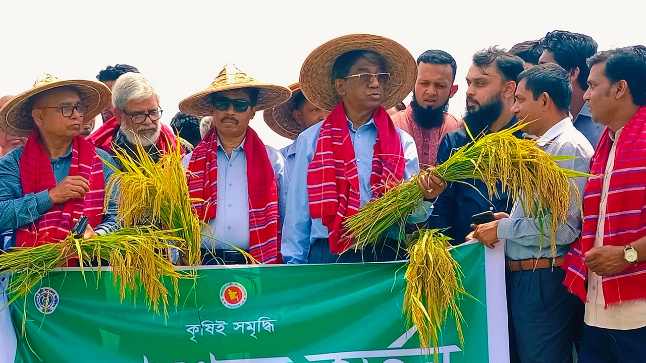 কুমিল্লার চান্দিনায় ‌‌‌‌‍‍‘খামারি’ মোবাইল অ্যাপের কার্যকারিতা যাচাই ও বঙ্গবন্ধু ধান ১০০ এর প্রদর্শনী ট্রায়ালের মাঠ দিবস অনুষ্ঠিত। ছবি : কালবেলা