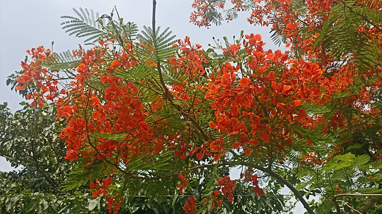 ব্রাহ্মণপাড়ার পথে-প্রান্তরে গ্রীষ্মের পুষ্প উৎসবে ডানা মেলেছে আগুনঝরা কৃষ্ণচূড়া। ছবি : কালবেলা