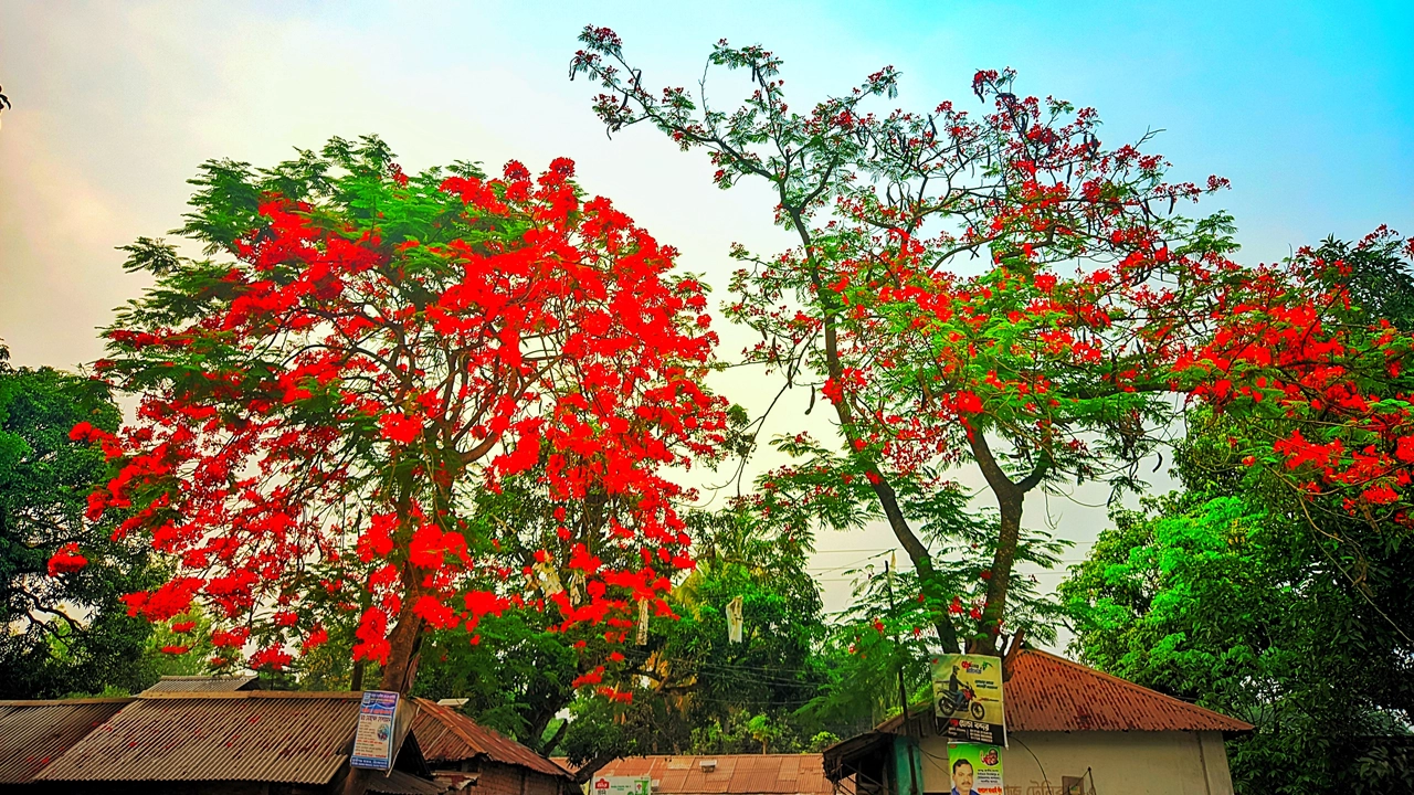 দিনাজপুরের খানসামার গাছে গাছে প্রকৃতির শোভাবর্ধন করছে কৃষ্ণচূড়া ফুল। ছবি : কালবেলা