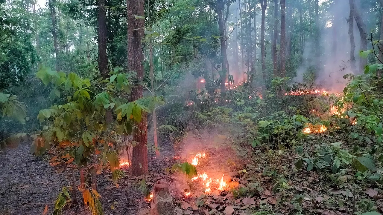 দিনের বেলায় আগুনে জ্বলছে গারো পাহাড়ের সবুজ বন। ছবি : কালবেলা