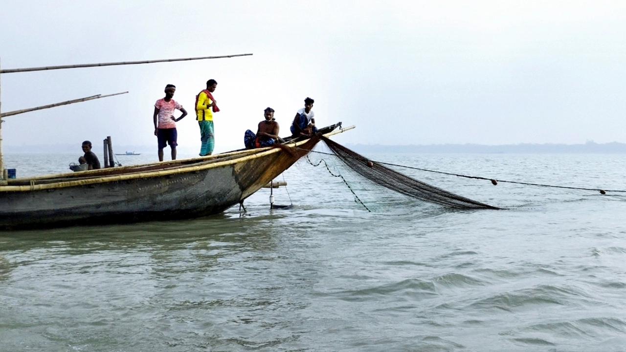 পদ্মায় অবাধে চলছে রেণু পোনা নিধন। ছবি : কালবেলা