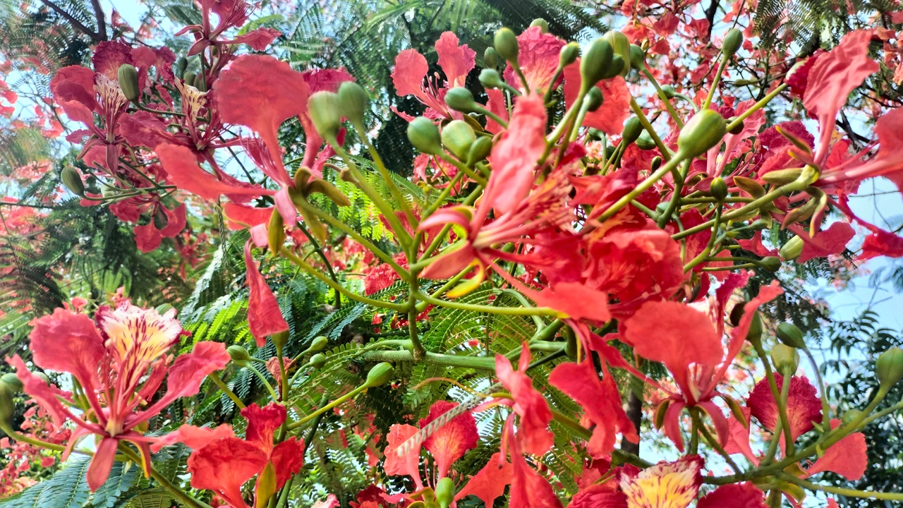 কৃষ্ণচূড়া ফুল। ছবি : কালবেলা