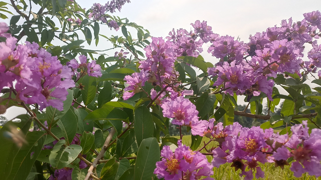 দৃষ্টিনন্দন জারুল ফুল। ছবি : কালবেলা