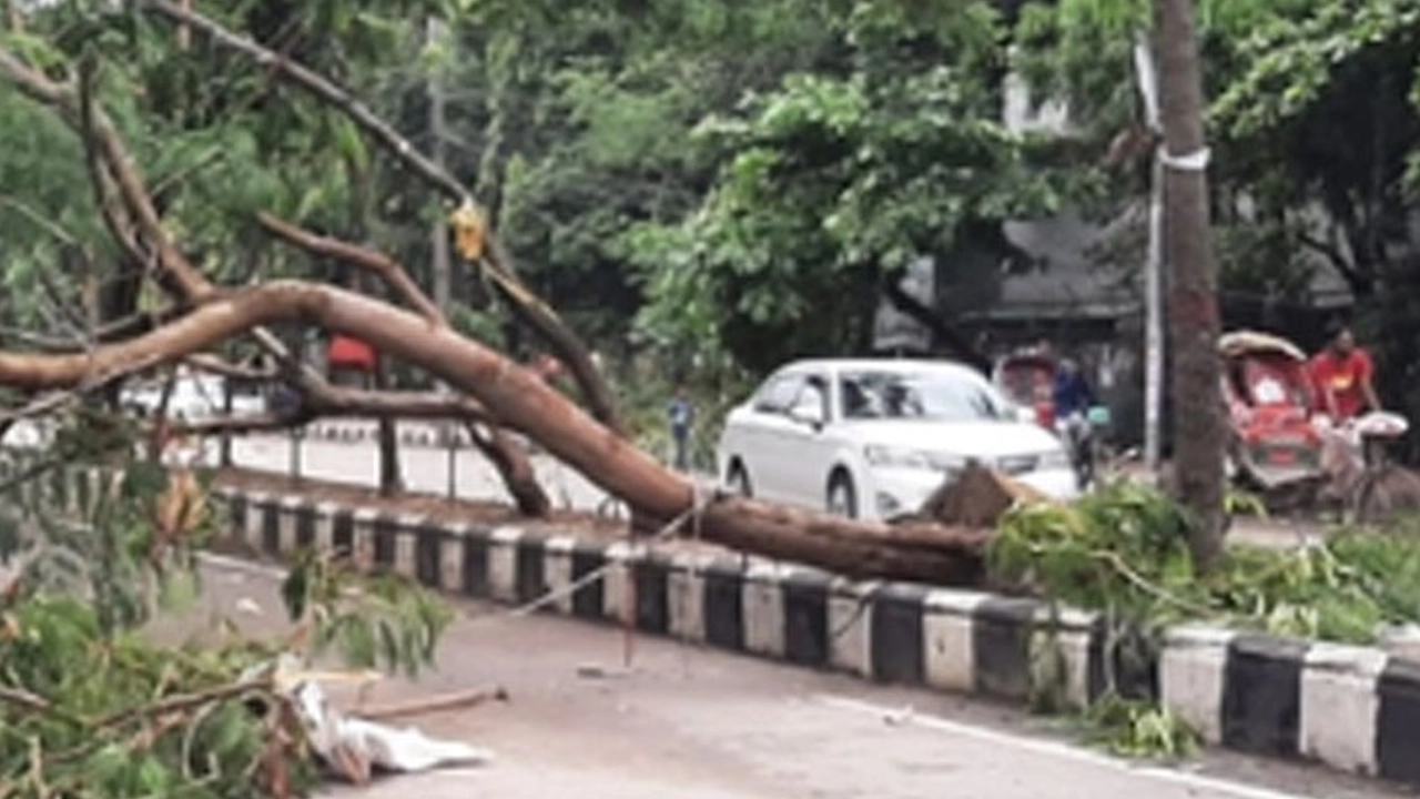 ঝোড়ো বাতাসে গাছ উপড়ে পড়েছে। পুরোনো ছবি