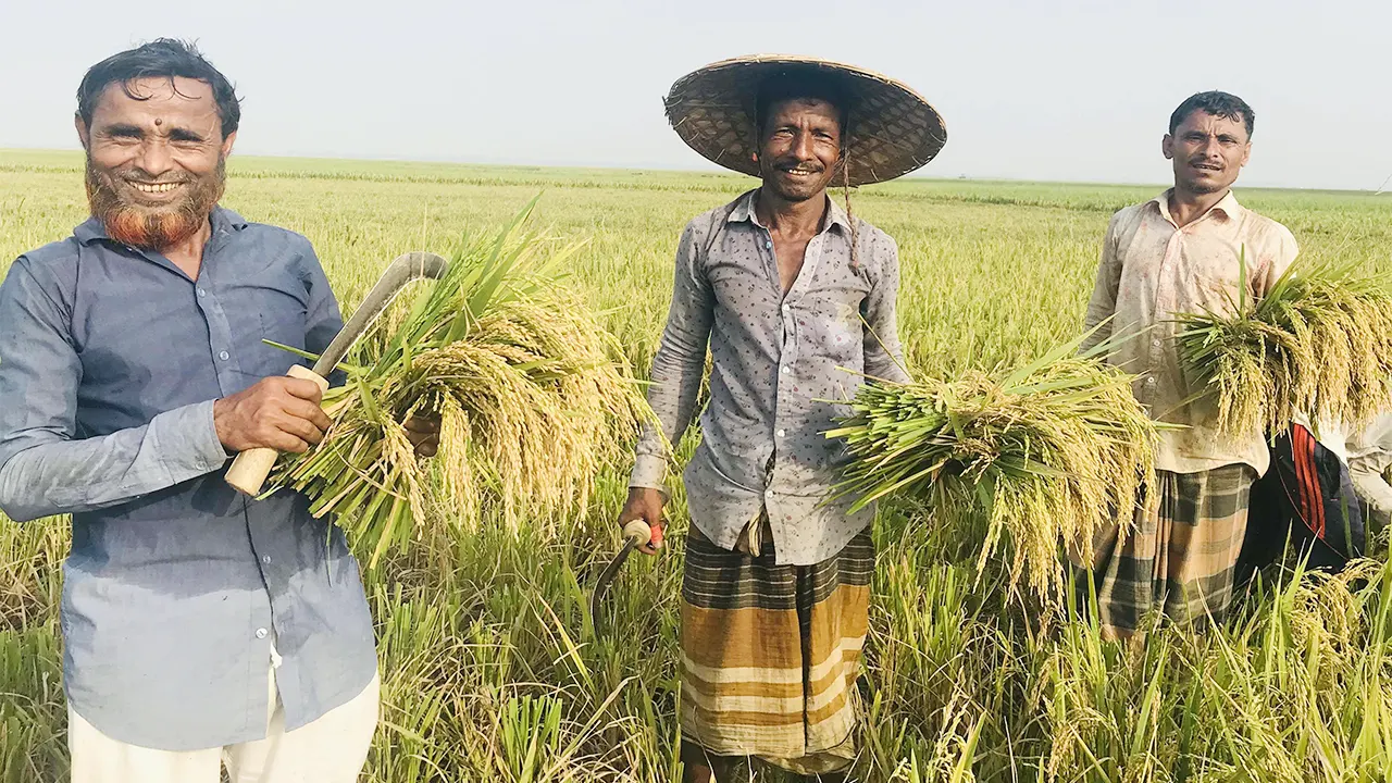 সুনামগঞ্জে পুরোদমে শুরু হয়েছে বোরো ধান কাটা। ছবি : কালবেলা