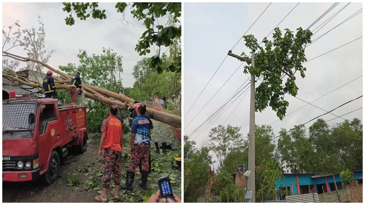 মুন্সীগঞ্জে ঝড় ও শিলাবৃষ্টিতে গাছপালা ভেঙে ব্যাপক ক্ষতিক্ষতি হয়। ছবি : কালবেলা