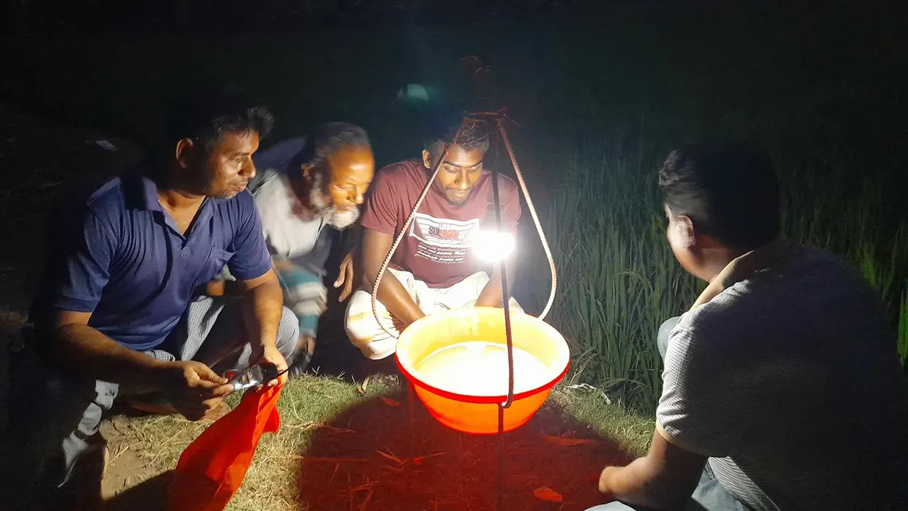 ক্ষতিকর পোকামাকড়ের কবল থেকে ফসল রক্ষায় আলোক ফাঁদ বা পার্চিং পদ্ধতি ব্যবহার করা হচ্ছে। ছবি : কালবেলা