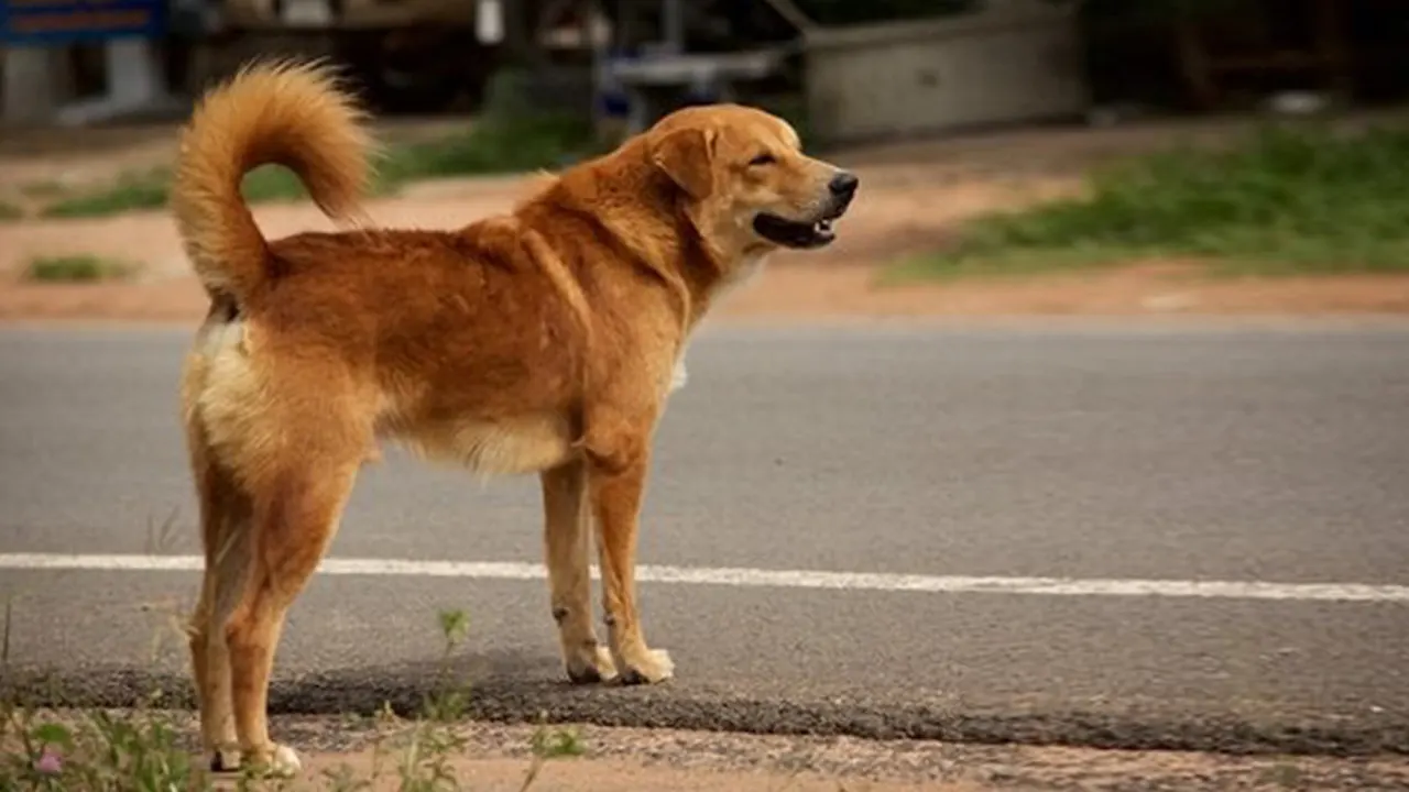 রাস্তায় কুকুর। ছবি : সংগৃহীত