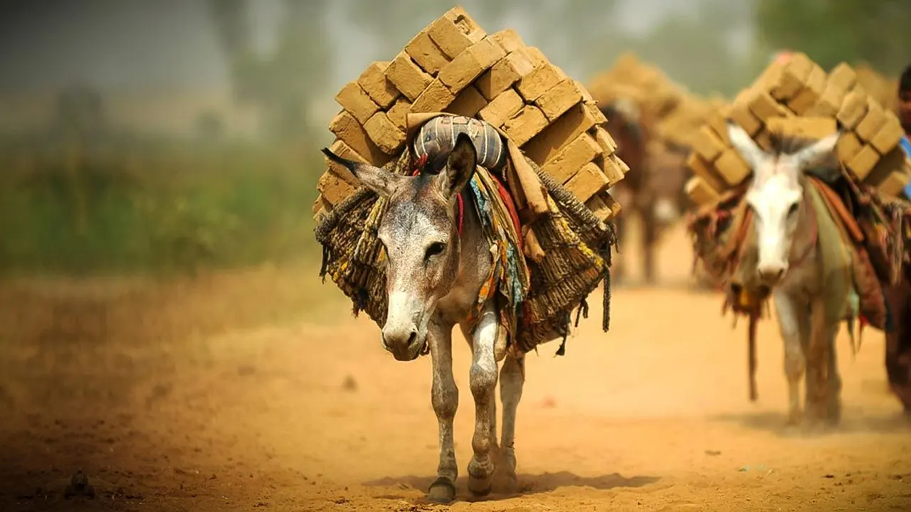 পণ্য বহন করছে গাধা। ছবি : সংগৃহীত