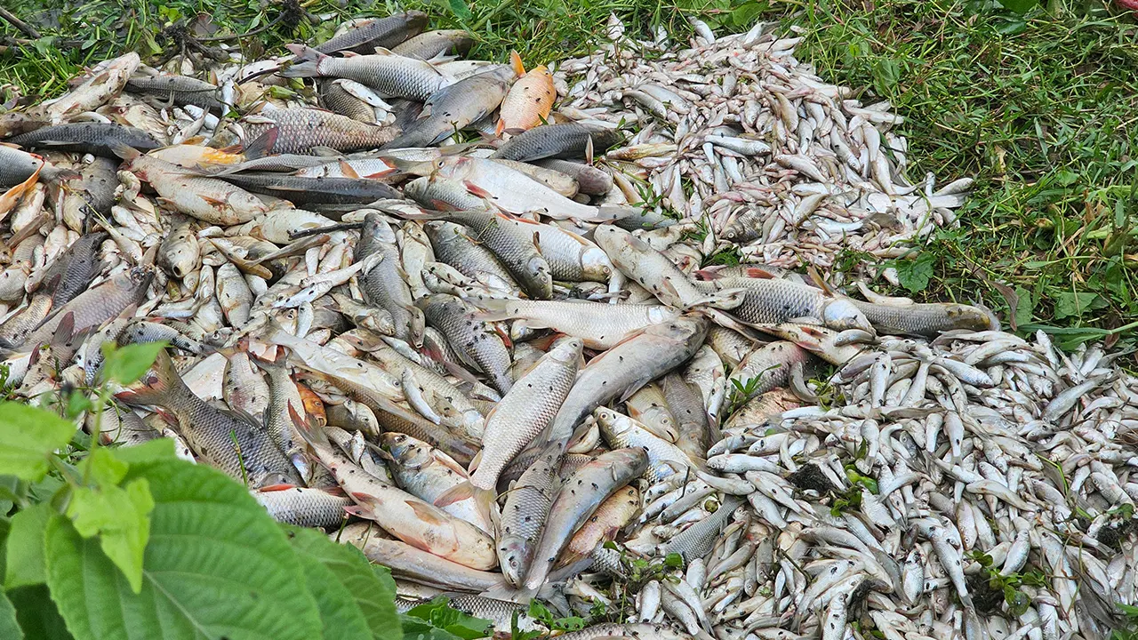 দুর্বৃত্তের দেওয়া বিষে মরল মাছ। ছবি : কালবেলা