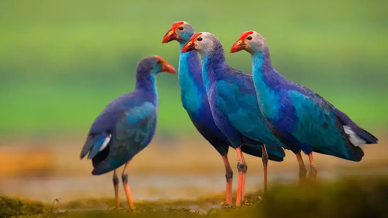 বেগুনি কালেম। ছবি : সংগৃহীত