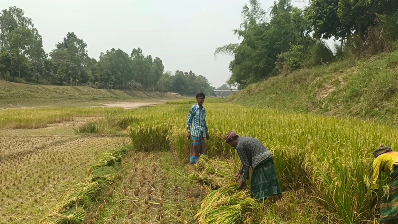 খরস্রোতা ছোট যমুনা নদীর বুকে ধান চাষ। ছবি : কালবেলা