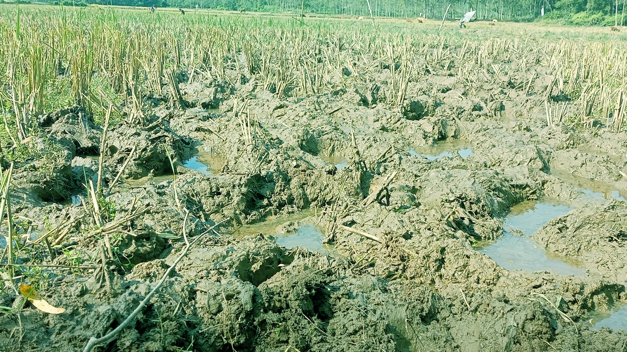 হাতির চলাচল করা ধানক্ষেত। ছবি : কালবেলা