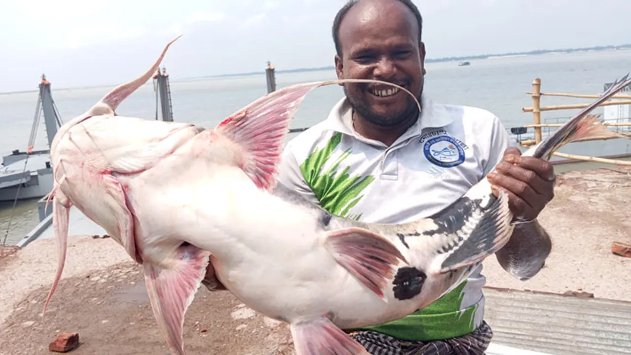 পদ্মা নদীতে ধরা পড়া ১১ কেজির বাগাড় মাছ। ছবি : কালবেলা