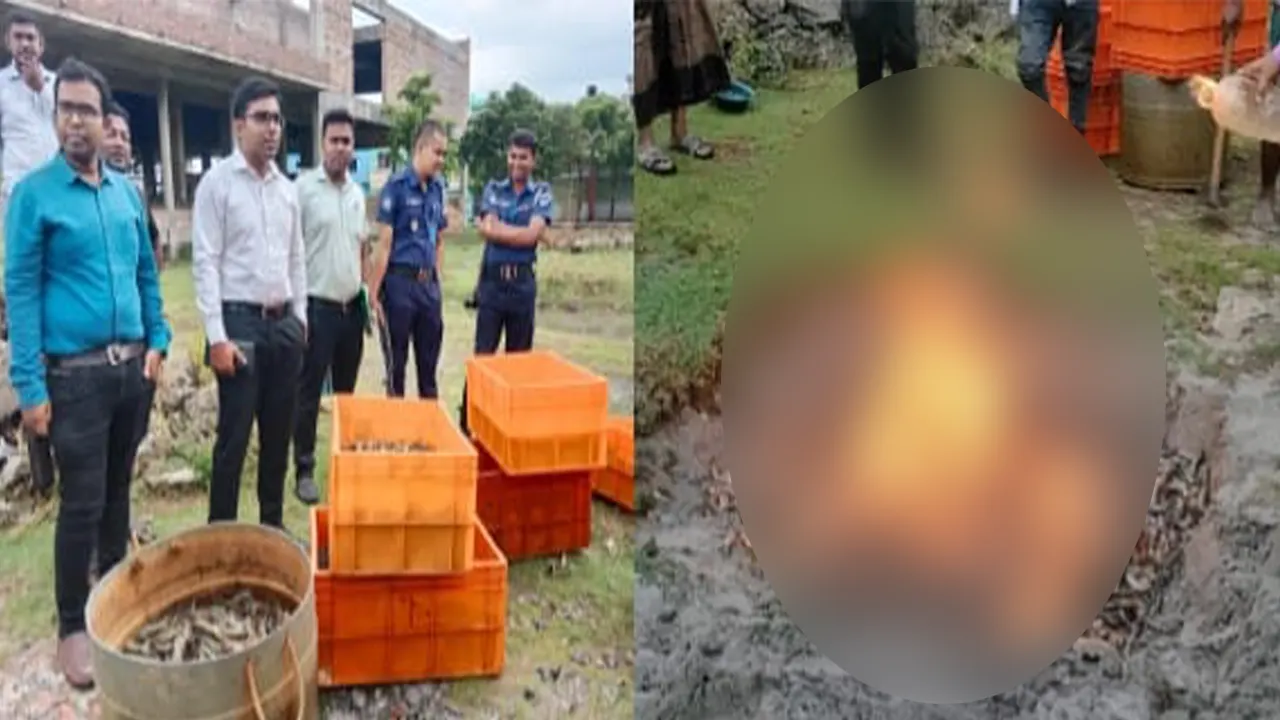 সাতক্ষীরার আশাশুনিতে অপদ্রব‍্য পুশকৃত ৬৬০ কেজি চিংড়ি বিনষ্ট করা হয়। ছবি : কালবেলা