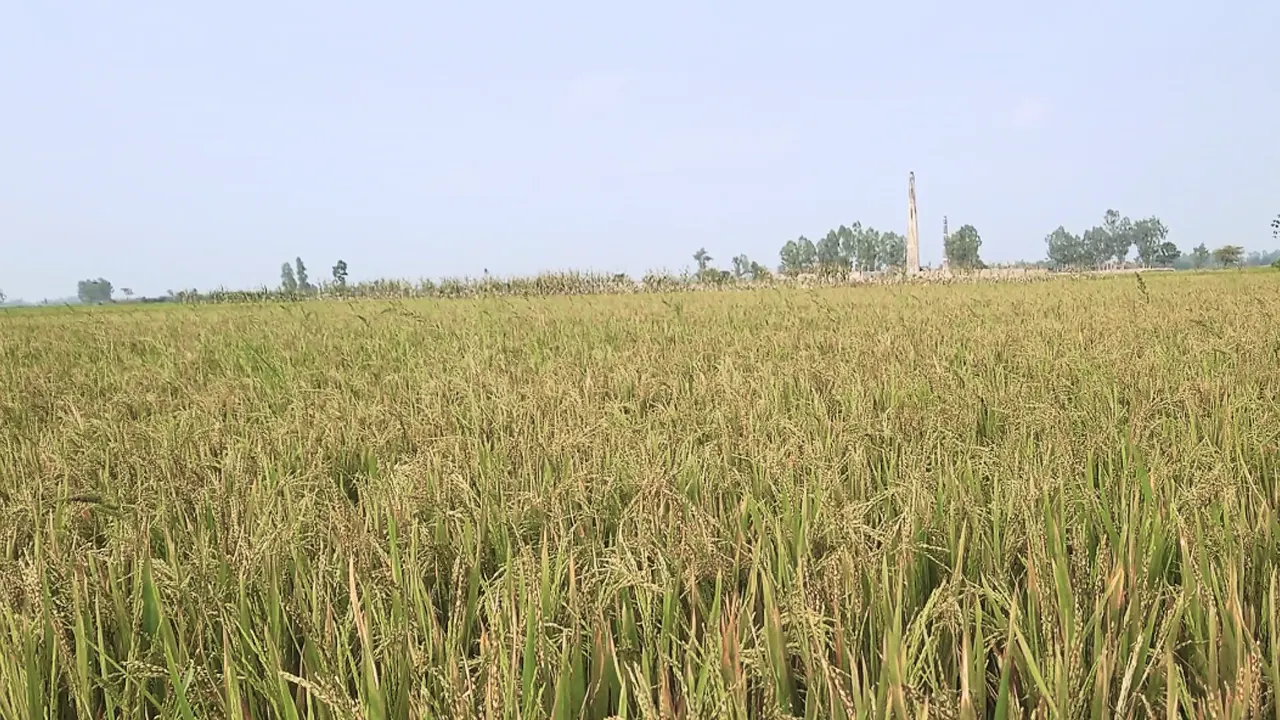 ইটভাটার ধোঁয়ায় ক্ষতিগ্রস্ত ধানক্ষেত। ছবি : কালবেলা