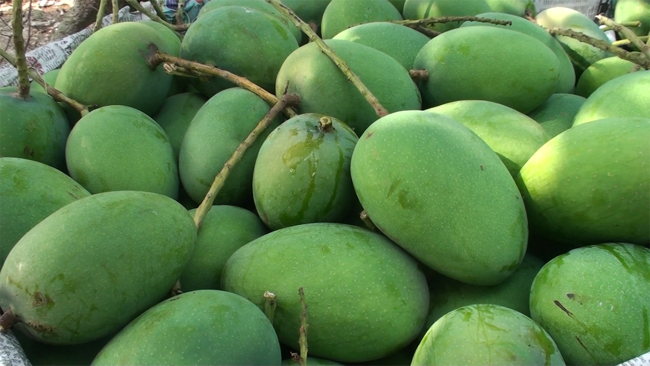 বাজারে উঠেছে সাতক্ষীরার আম। ছবি : কালবেলা
