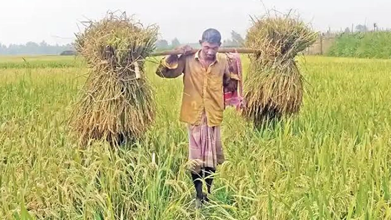 ক্ষেত থেকে ধান নিয়ে বাড়ি ফিরছেন কৃষক। ছবি : কালবেলা