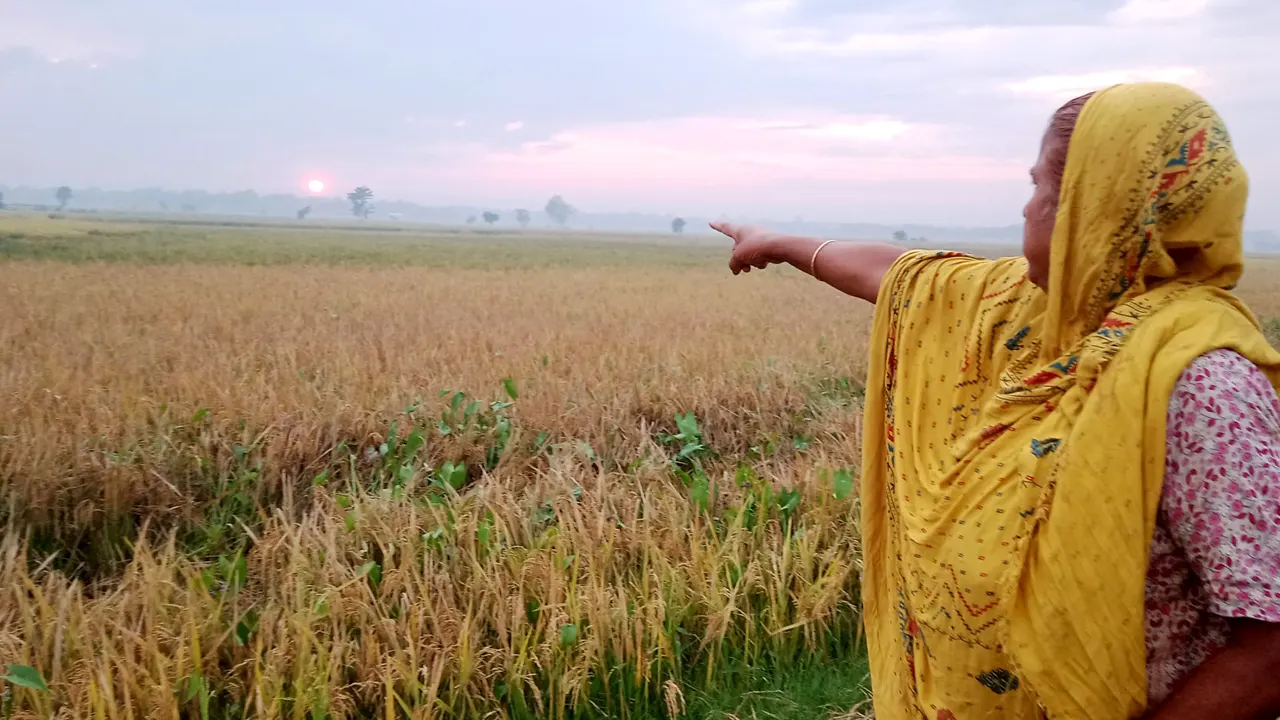 কেটে নেওয়া ধানক্ষেত দেখাচ্ছেন সোলাইমান ভুইয়ার পরিবারের এক নারী। ছবি : কালবেলা