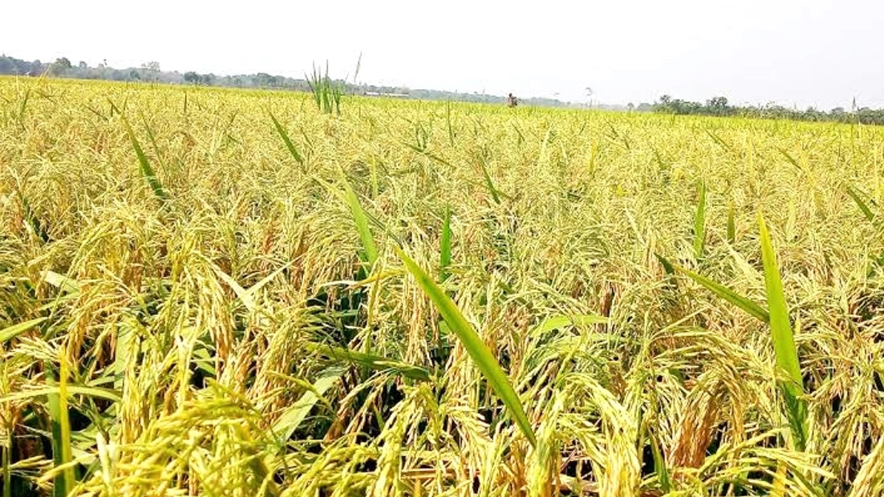 বোরো ধানের ক্ষেত। ছবি : কালবেলা