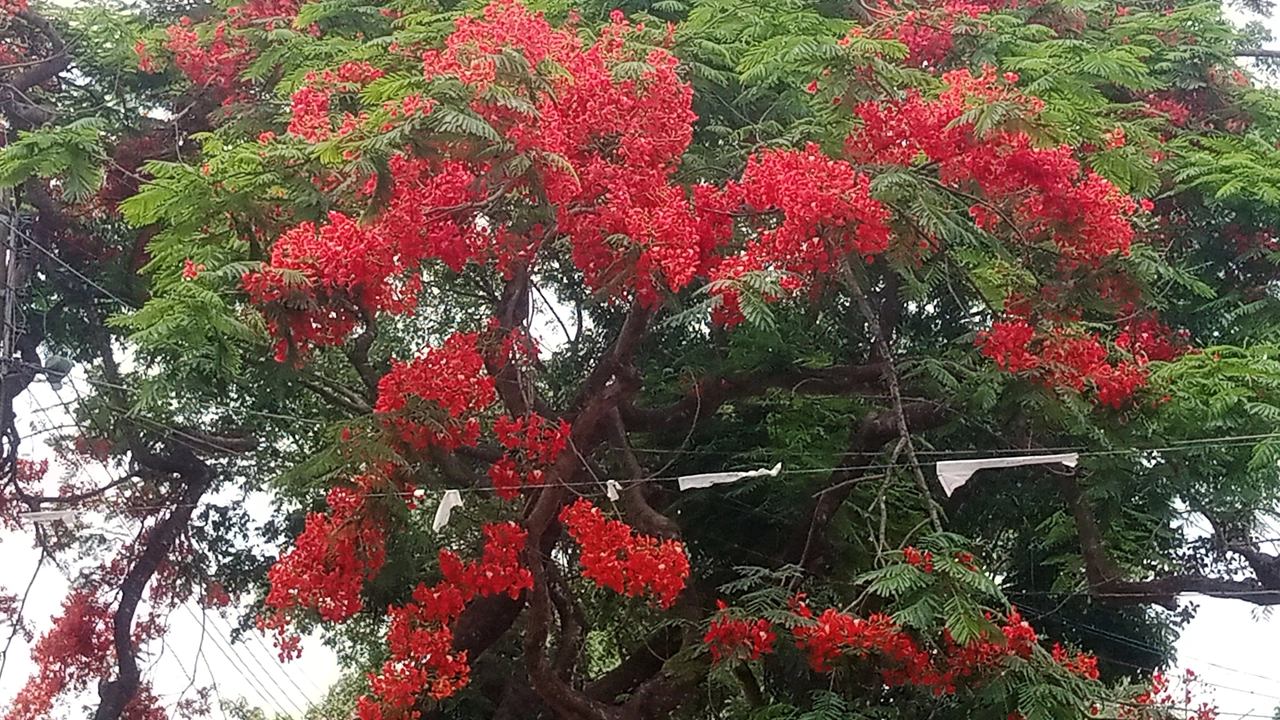 গাছের শাখায় শোভা পাচ্ছে দৃষ্টিনন্দন কৃষ্ণচূড়া ফুল। ছবি : কালবেলা