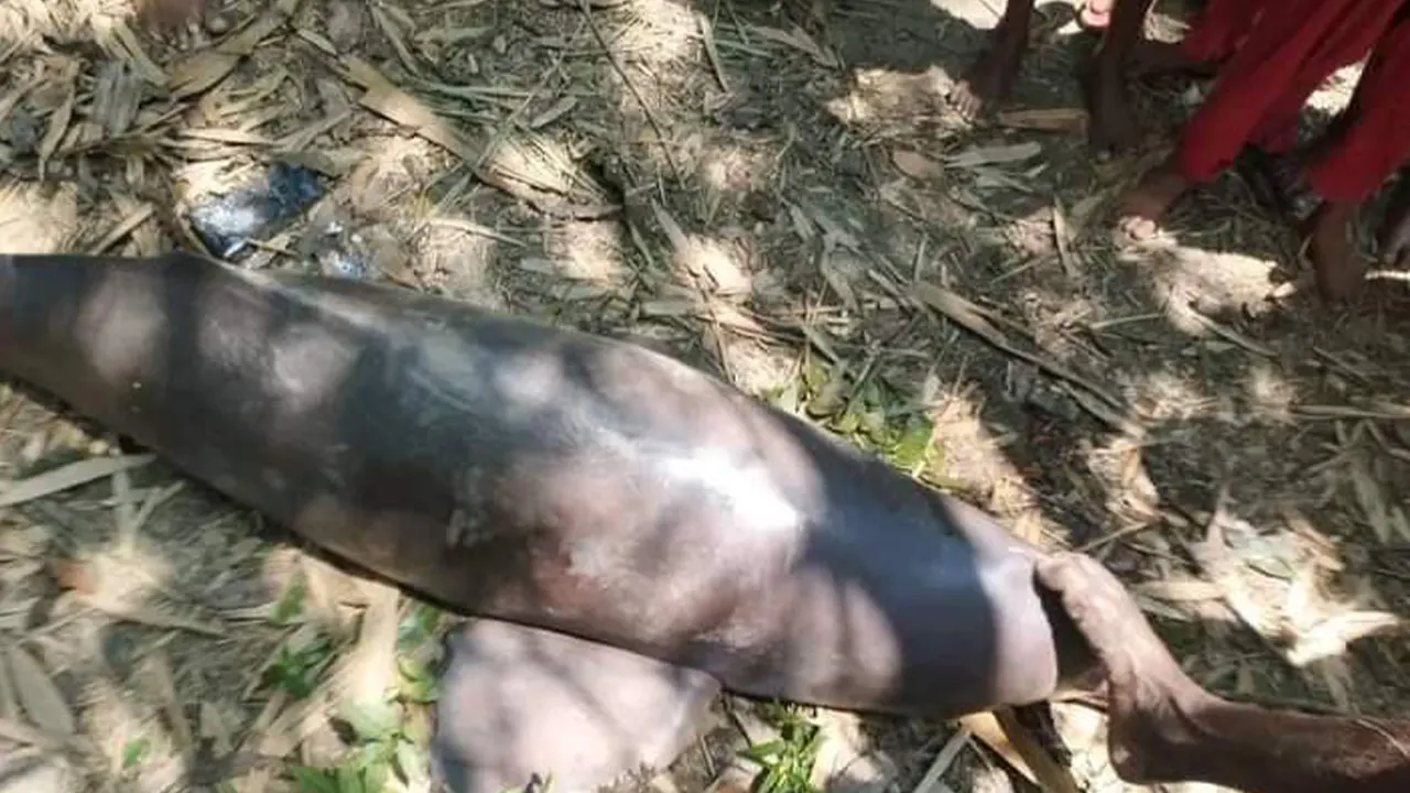 কারেন্ট জালে ধরা পড়া শুশুক। ছবি : কালবেলা