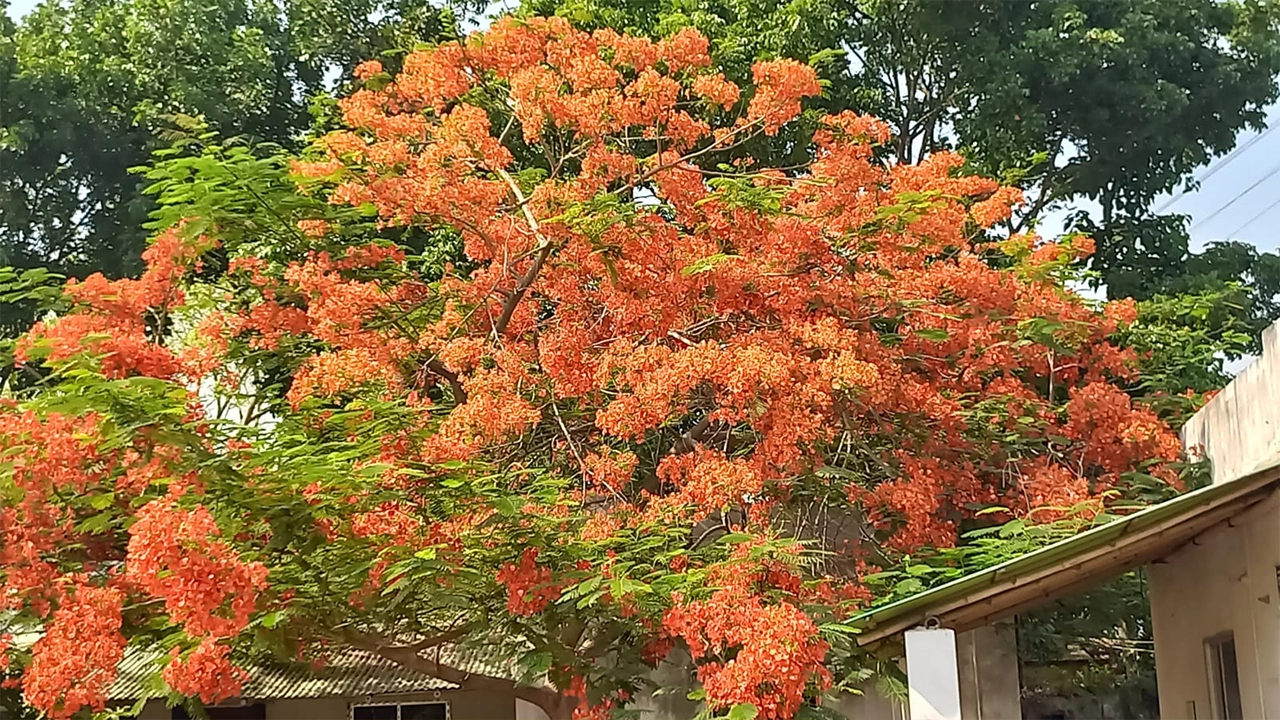 দিনাজপুরের বিরামপুরে গাছের শাখায় শোভা পাচ্ছে দৃষ্টিনন্দন কৃষ্ণচূড়া ফুল। ছবি : কালবেলা