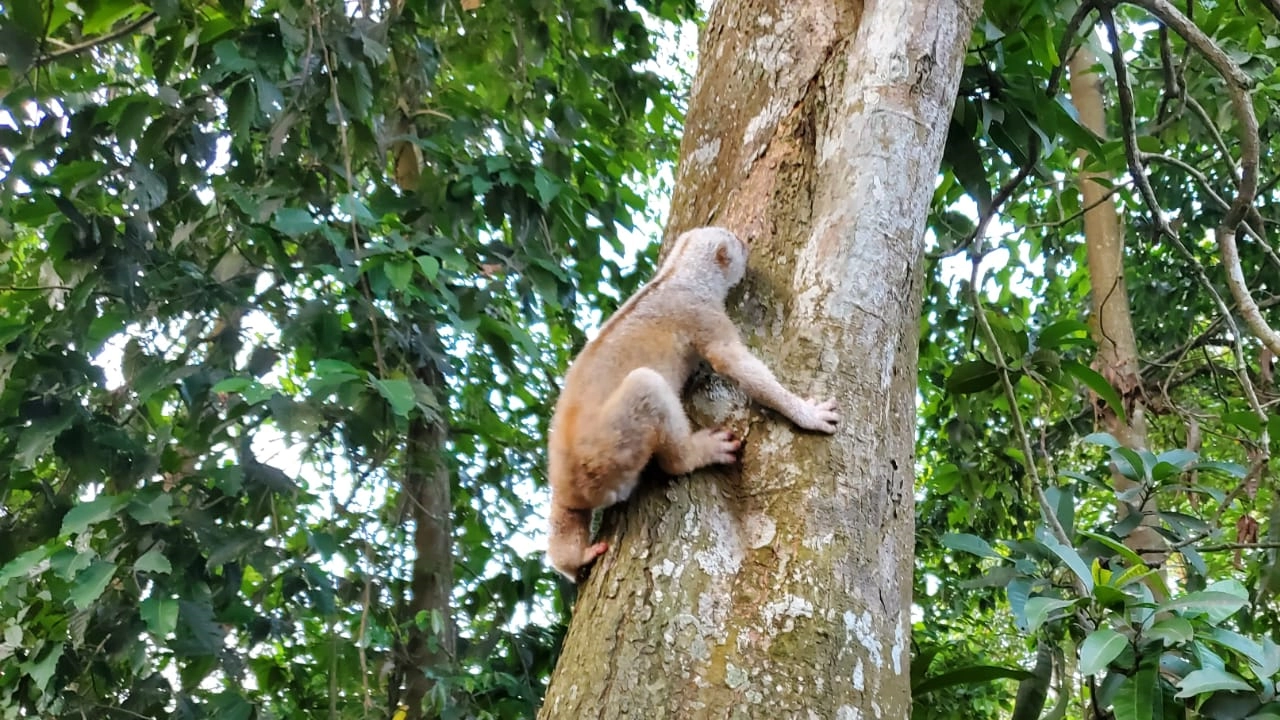 মাটিরাঙ্গায় বন বিভাগের ঔষধি বাড়িতে লজ্জাবতী বানর  অবমুক্ত করা হয়। ছবি : কালবেলা