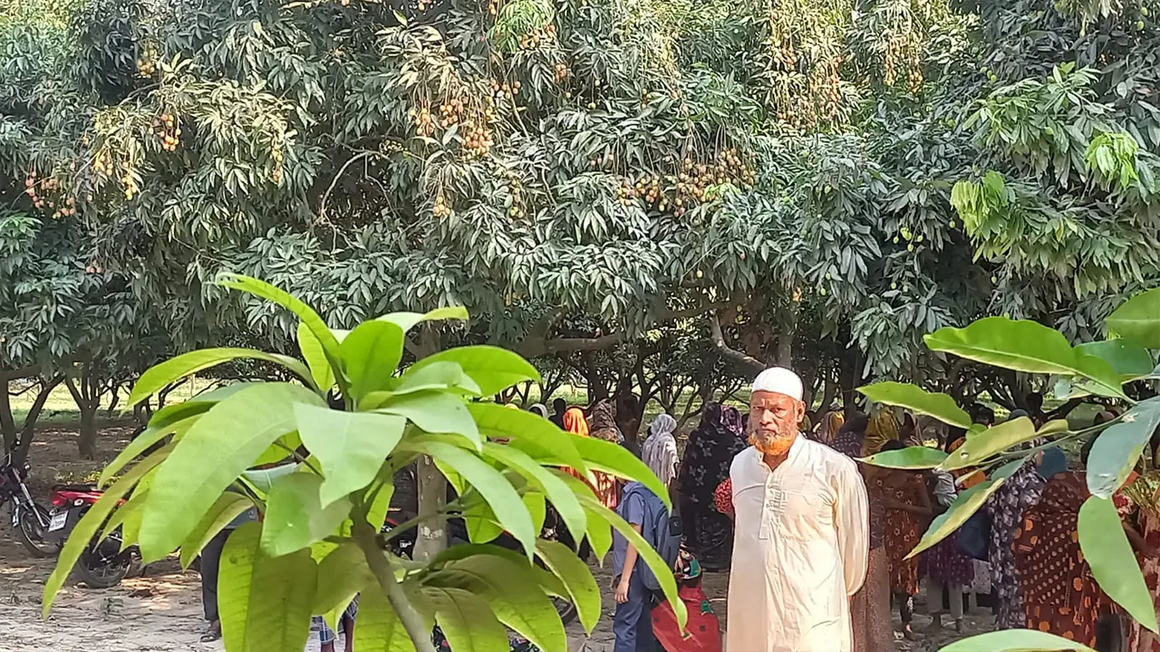 লিচু বাগান। ছবি : কালবেলা