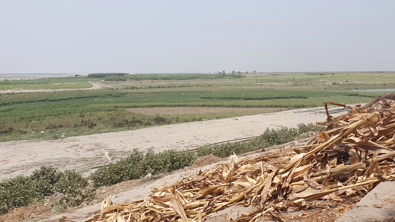 জামালপুর ইসলামপুর অংশের যমুনা নদীর বিস্তীর্ণ বালুচর। ছবি : কালবেলা