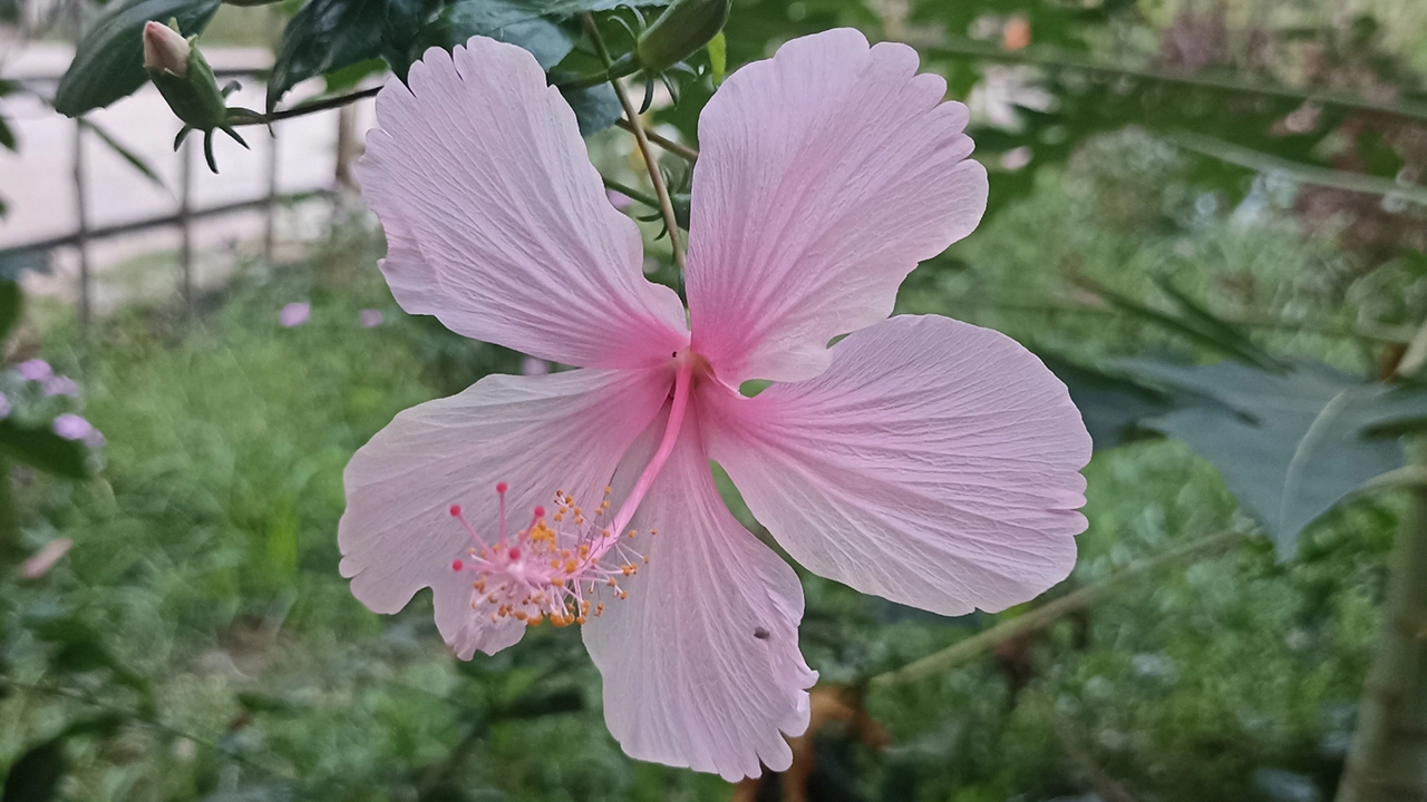 কুমিল্লার ব্রাহ্মণপাড়া উপজেলা স্বাস্থ্য কমপ্লেক্স চত্বরে গোলাপি জবা। ছবি : কালবেলা
