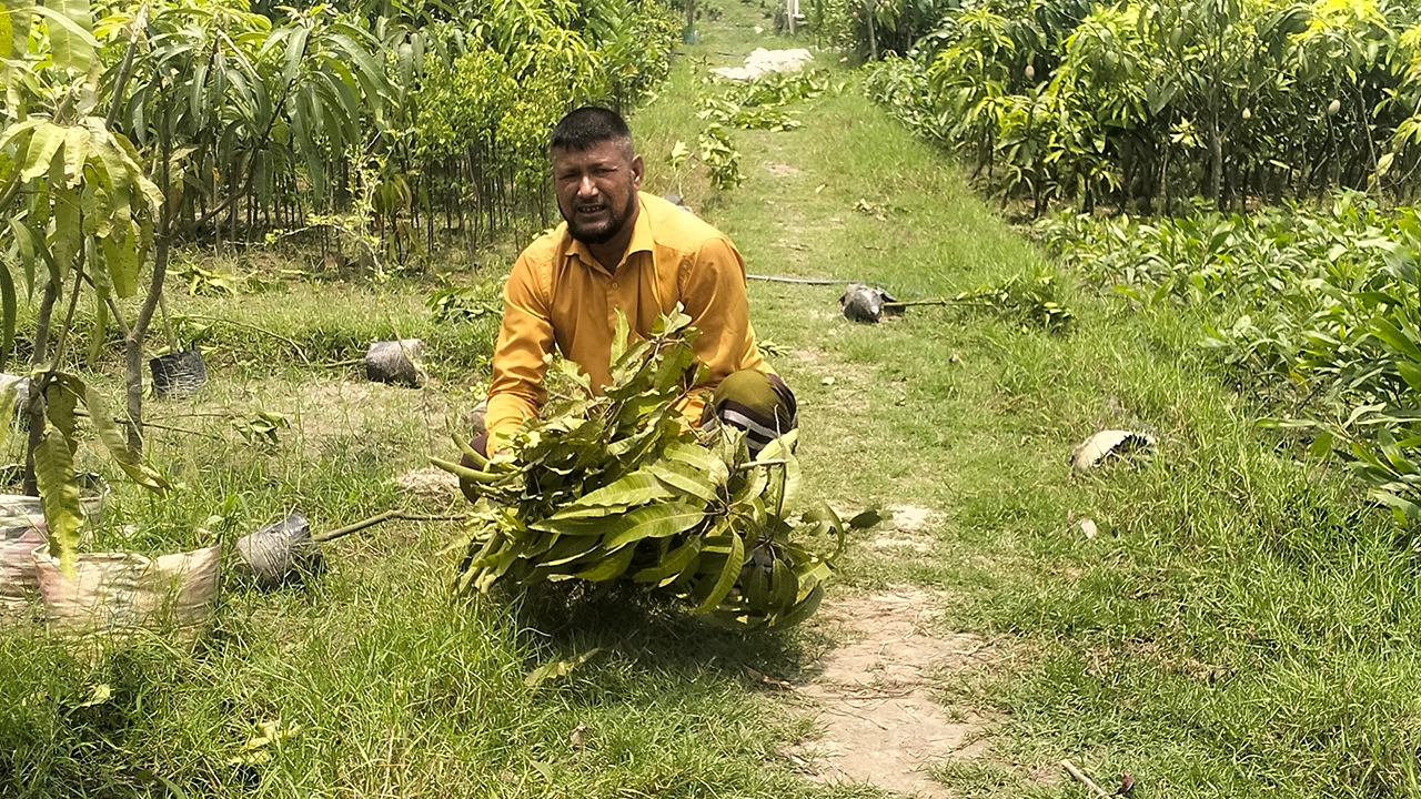 নার্সারিতে প্রতিপক্ষের কাটা গাছ হাতে ভুক্তভোগী মঈন উদ্দিন। ছবি : কালবেলা