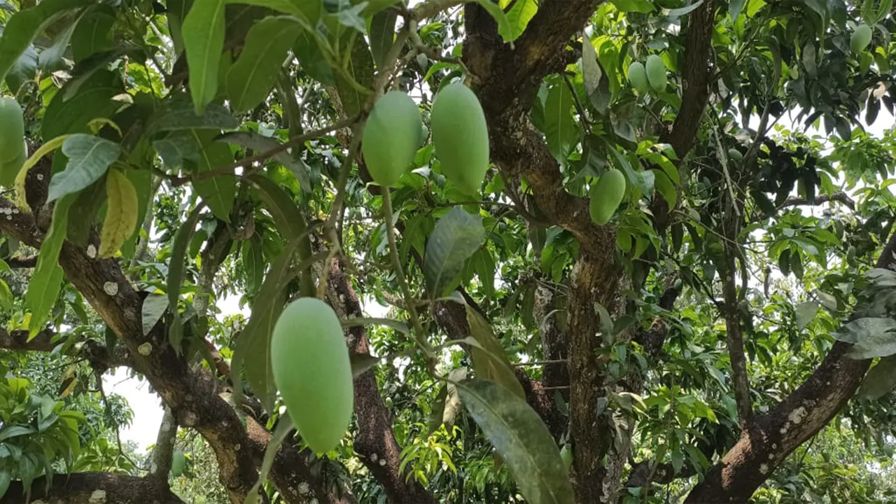 চাঁপাইনবাবগঞ্জ থেকে তোরা বাগানের আম। ছবি : কালবেলা